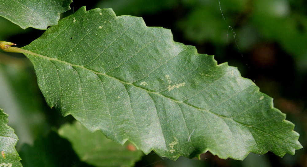 Изображение особи Nothofagus pumilio.