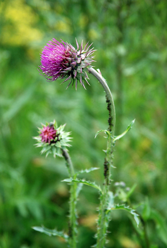 Image of Carduus thoermeri specimen.