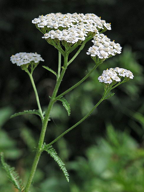 Image of Achillea millefolium specimen.