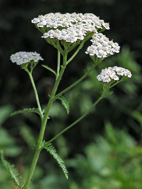 Изображение особи Achillea millefolium.