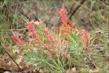 Euphorbia rigida. Вегетирующее растение. Крым, окр. Ялты, заповедник Мыс Мартьян, скалистый склон. 13 мая 2014 г.