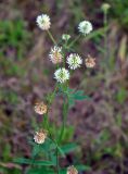 Trifolium montanum