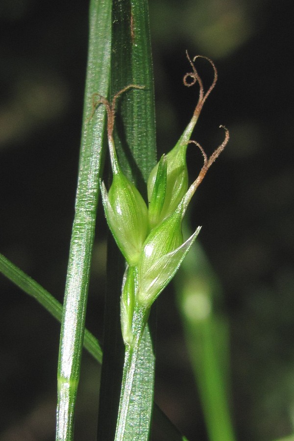 Изображение особи Carex depauperata.