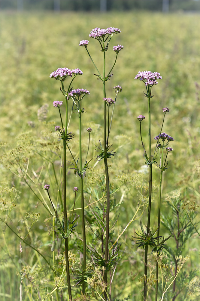 Изображение особи Valeriana officinalis.