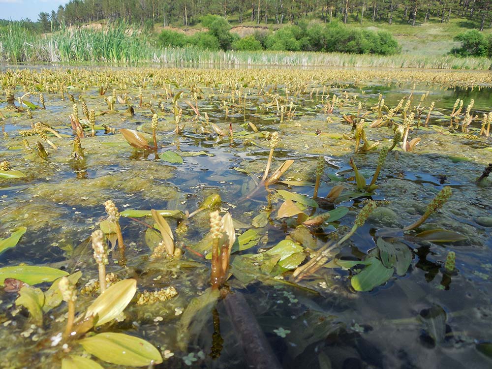 Изображение особи Potamogeton tenuifolius.