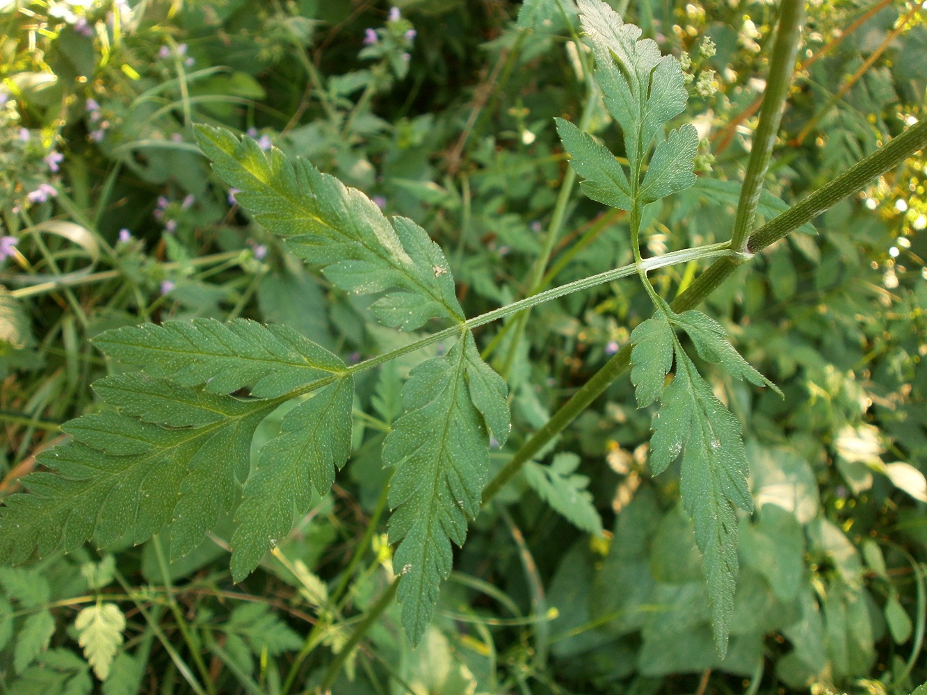 Image of Torilis japonica specimen.