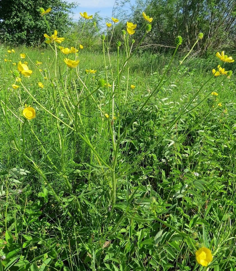 Image of Ranunculus polyanthemos specimen.