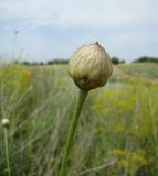 Cephalaria uralensis