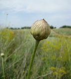 Cephalaria uralensis. Нераспустившееся соцветие. Краснодарский край, север Кубани, Кущёвский заказник, остепенённый склон. 18.07.2009.