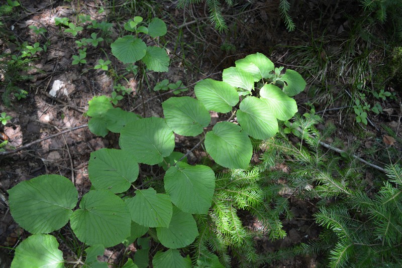 Image of Viburnum furcatum specimen.