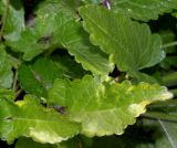 Betonica officinalis. Листья. Германия, г. Дюссельдорф, Ботанический сад университета. 03.07.2014.