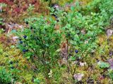 Vaccinium myrtillus