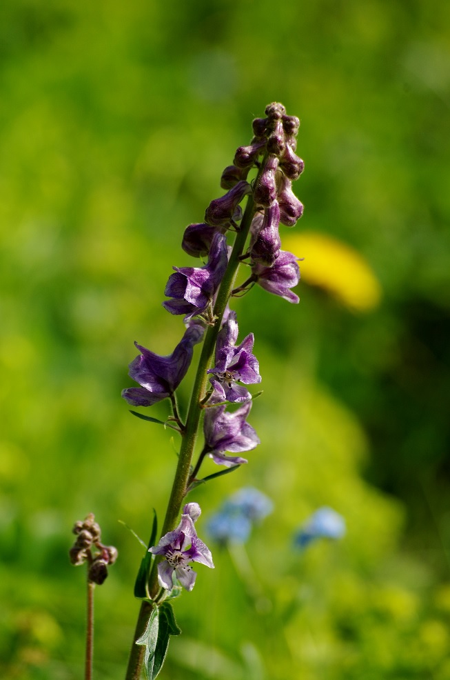 Изображение особи Aconitum leucostomum.