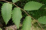 Zelkova serrata. Средняя часть побега. Германия, г. Дюссельдорф, Ботанический сад университета. 05.09.2014.
