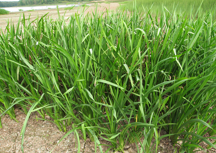 Изображение особи Sparganium erectum.