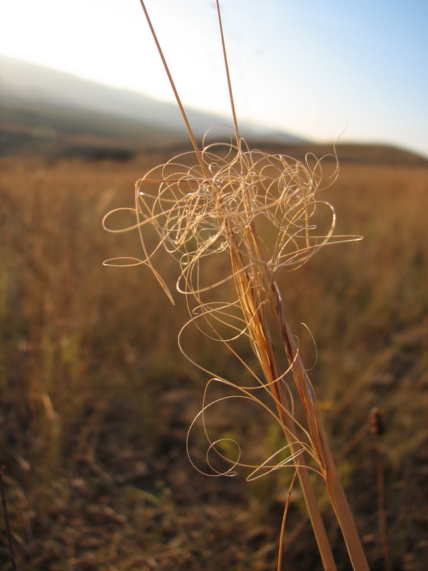 Image of Stipa capillata specimen.