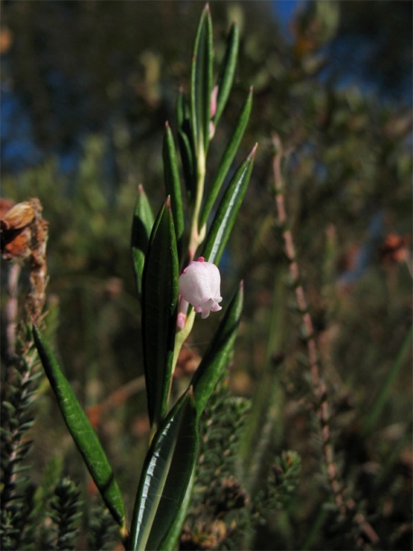 Image of Andromeda polifolia specimen.