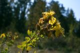 Hypericum perforatum