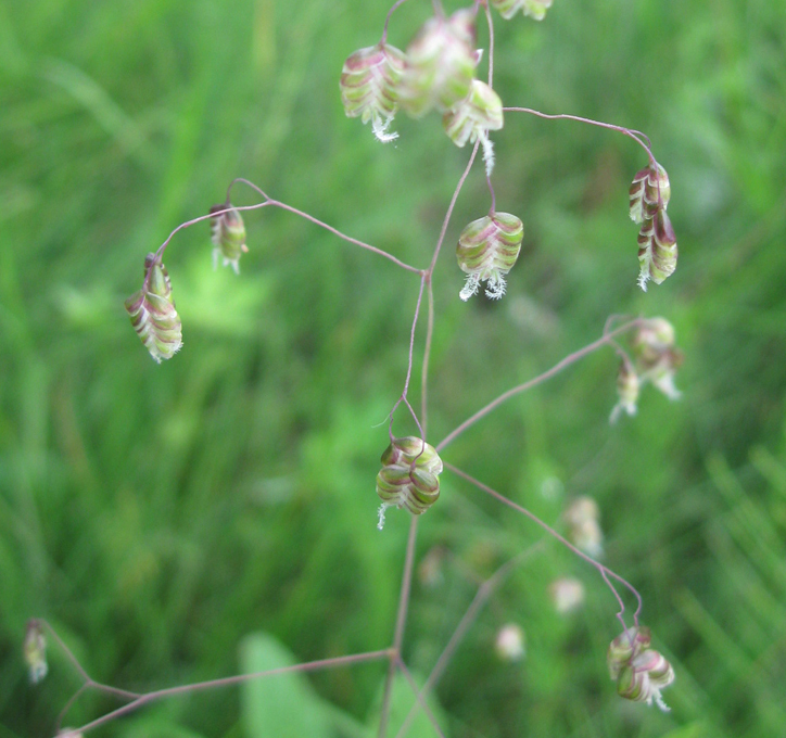 Image of Briza media specimen.