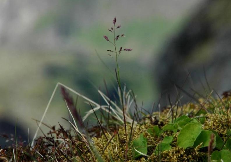 Image of Poa arctica specimen.