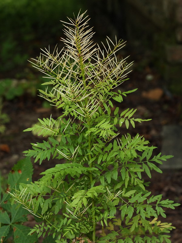 Image of Cardamine impatiens specimen.