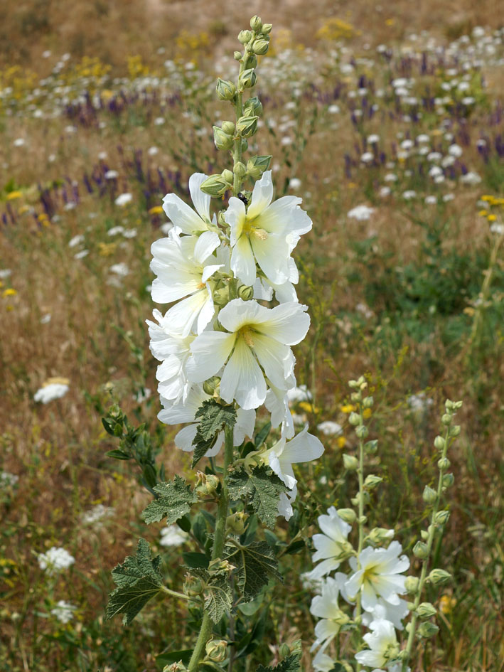Изображение особи Alcea nudiflora.