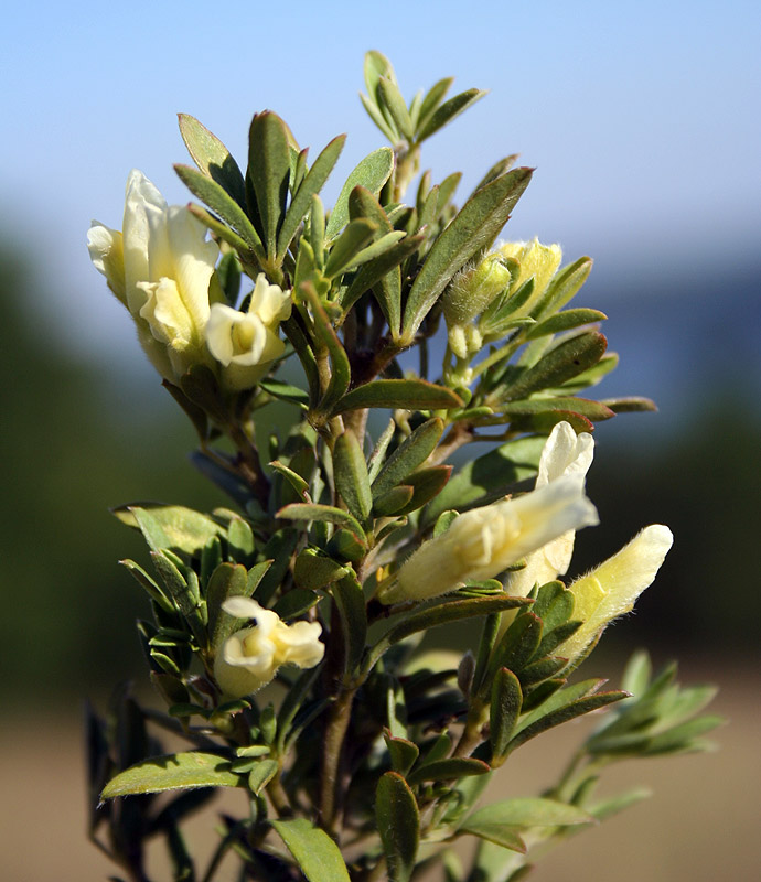 Image of Chamaecytisus albus specimen.