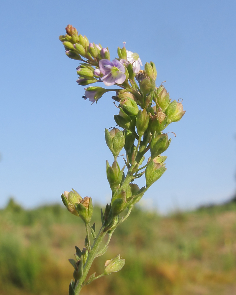 Image of Veronica anagallis-aquatica specimen.