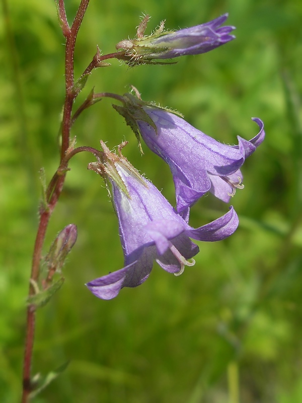 Image of Campanula sibirica specimen.