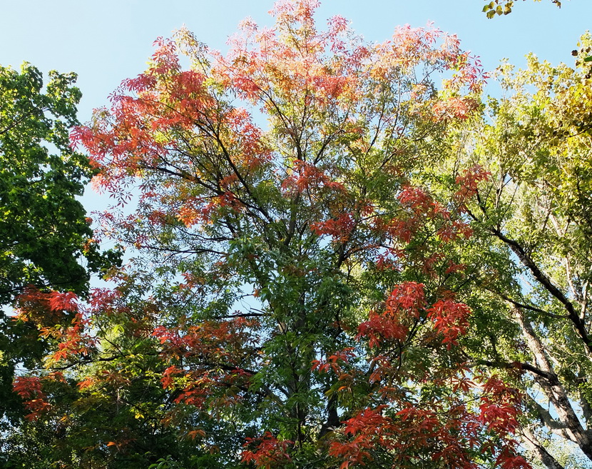 Изображение особи Aesculus glabra.