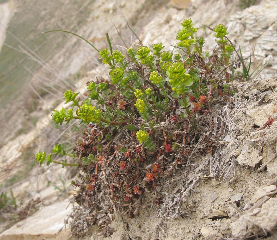 Image of Cruciata laevipes specimen.