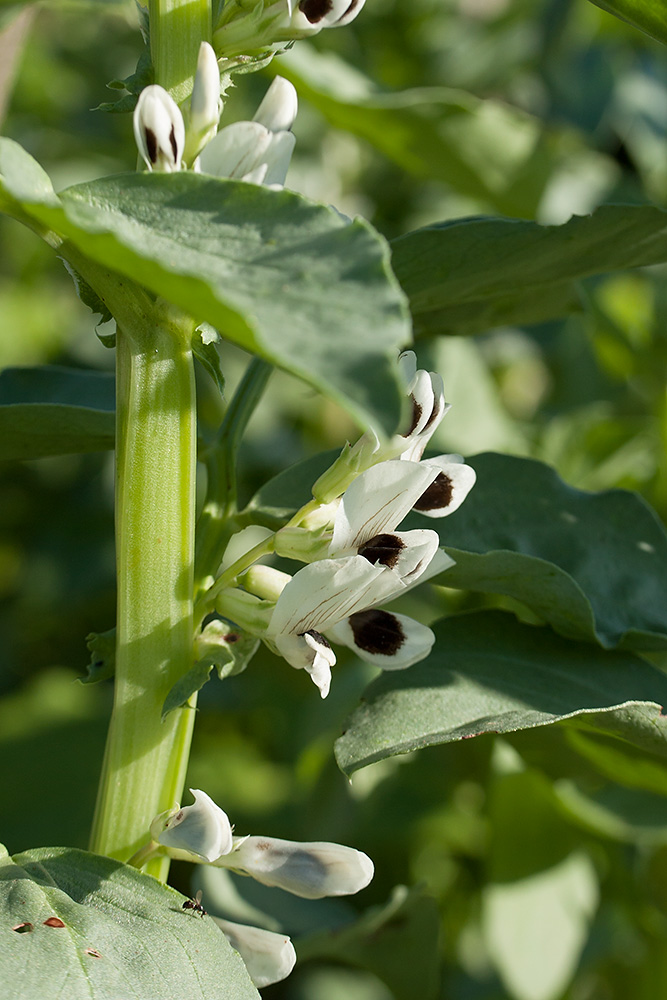 Изображение особи Vicia faba.