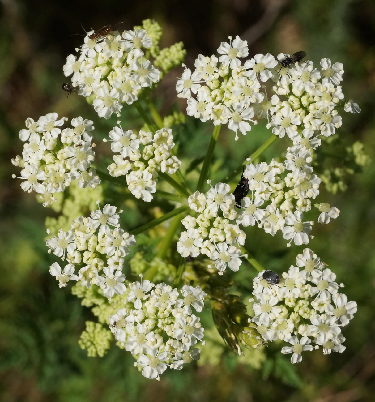 Изображение особи Conium maculatum.