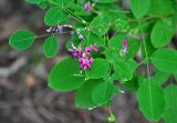 Lespedeza bicolor. Верхушка побега с соцветием. Приморье, Лазовский р-н, окр. села Чистоводное, опушка дубняка. 08.08.2015.