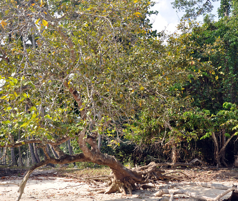 Image of Pongamia pinnata specimen.