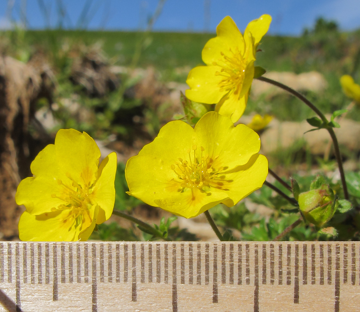 Изображение особи Potentilla gelida.