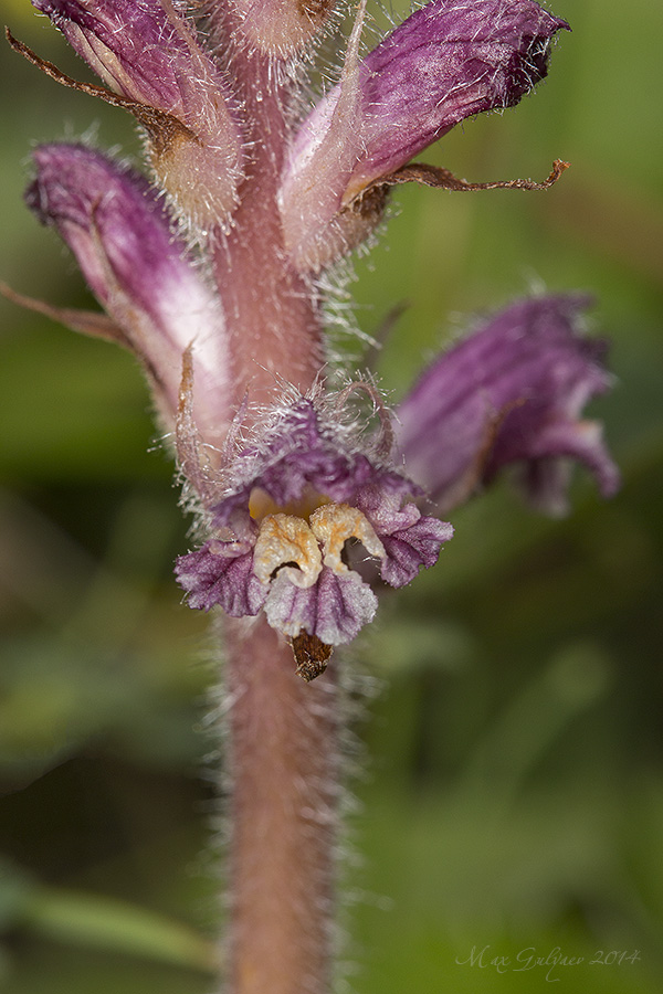 Изображение особи Orobanche pubescens.