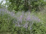 Vicia elegans. Группа цветущих растений в сообществе. Крым, Бахчисарай, Чуфут-Кале, вершина горы, среди кустарника. 06.06.2014.