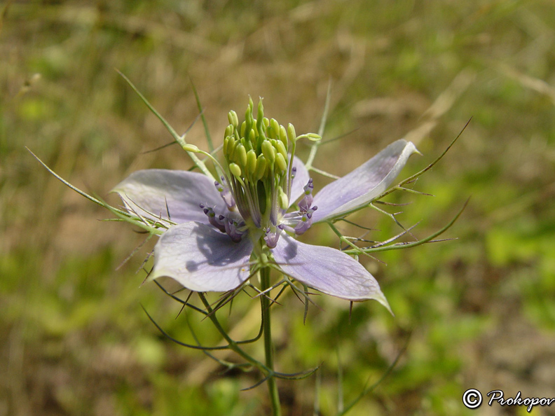 Image of Nigella elata specimen.