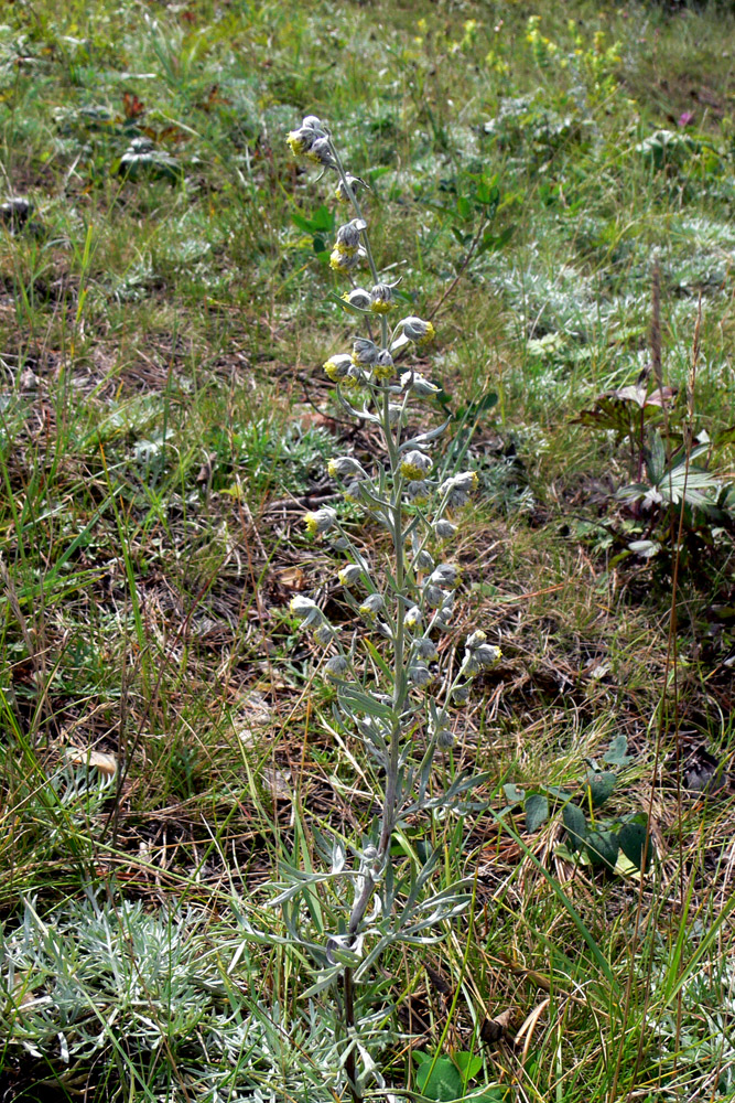 Изображение особи Artemisia sericea.