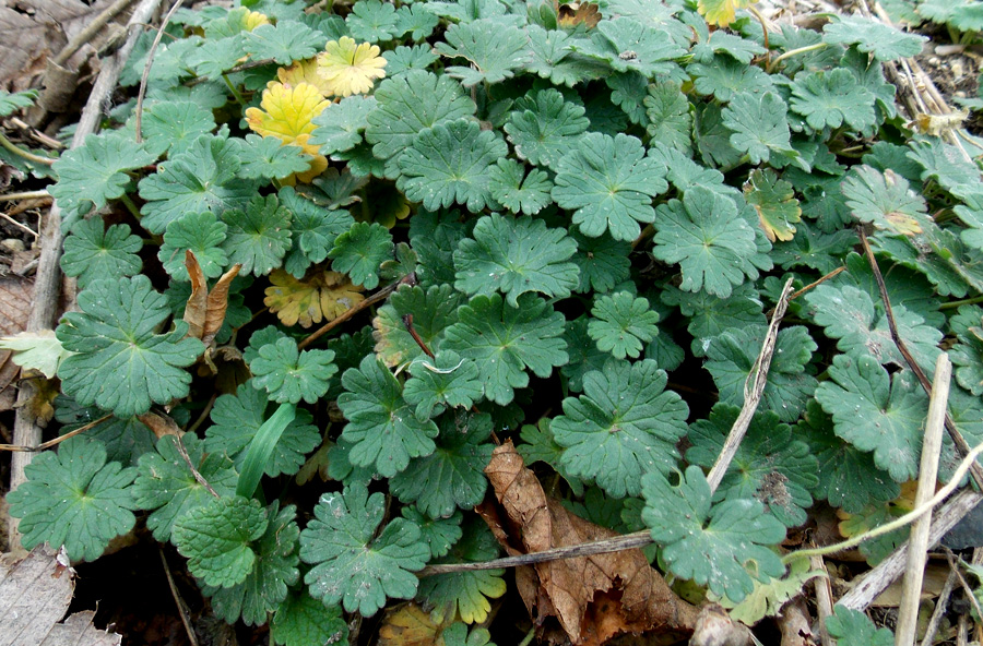 Image of Geranium molle specimen.