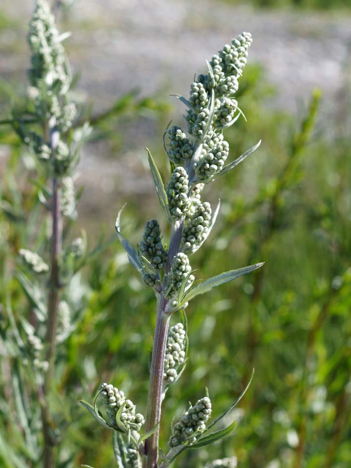 Image of Artemisia vulgaris specimen.