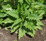Silphium perfoliatum