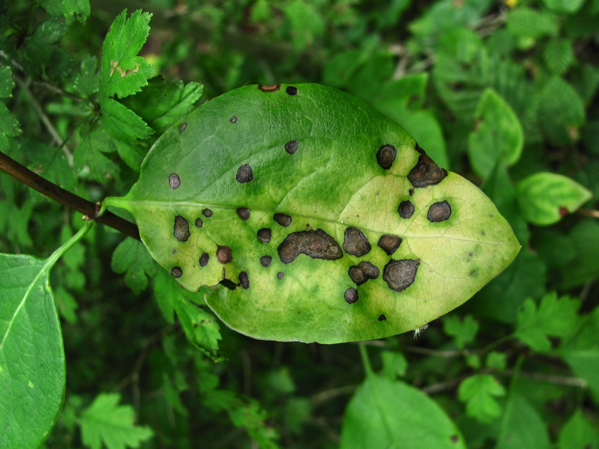 Image of Lonicera caprifolium specimen.