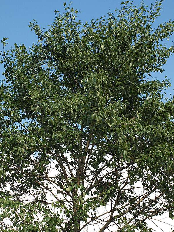 Image of Populus suaveolens specimen.