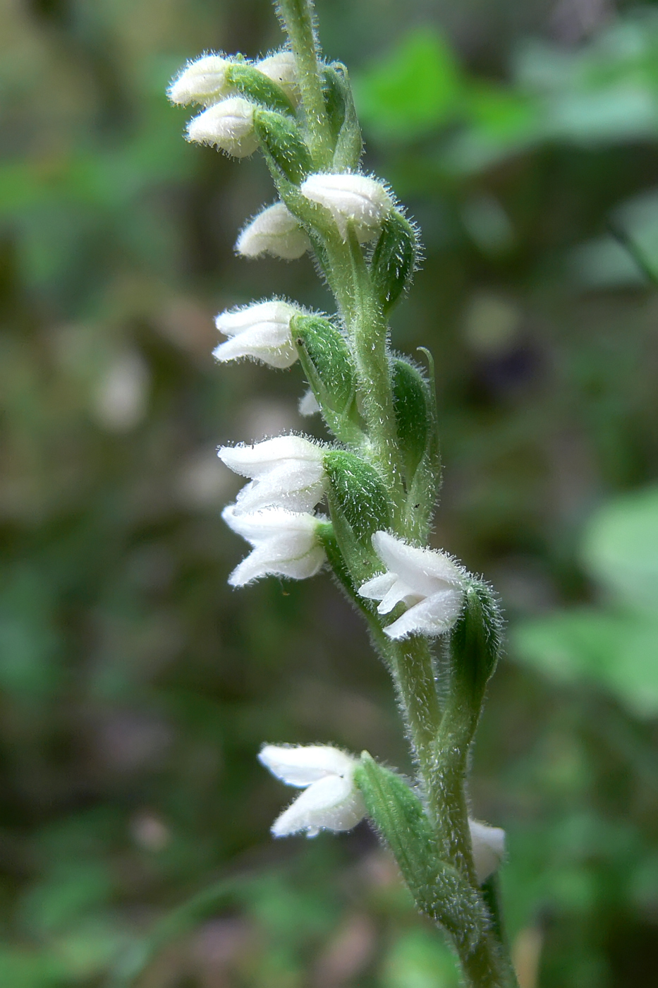 Изображение особи Goodyera repens.