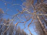 genus Salix