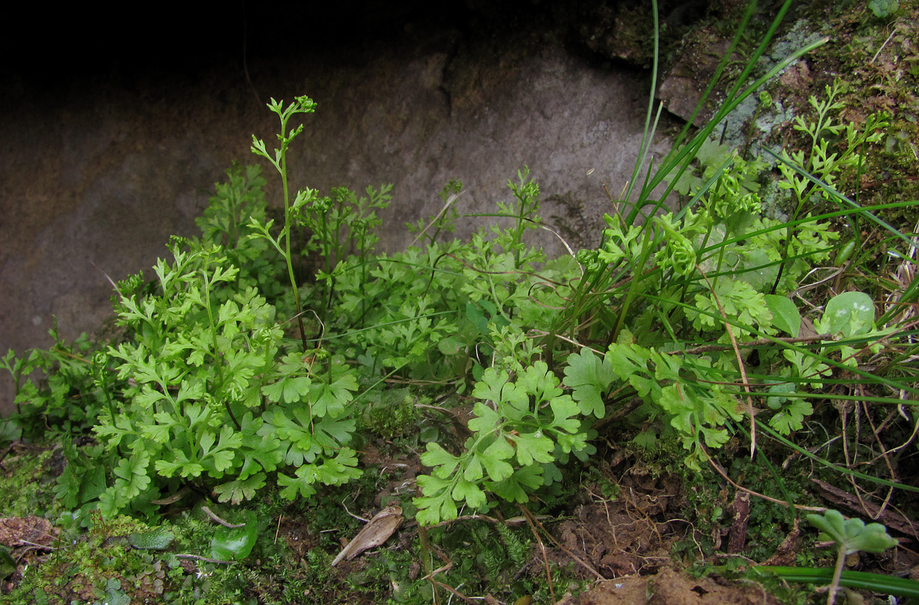 Изображение особи Anogramma leptophylla.