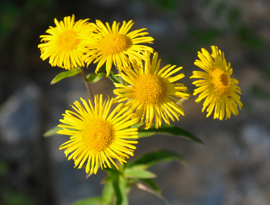 Изображение особи Inula britannica.