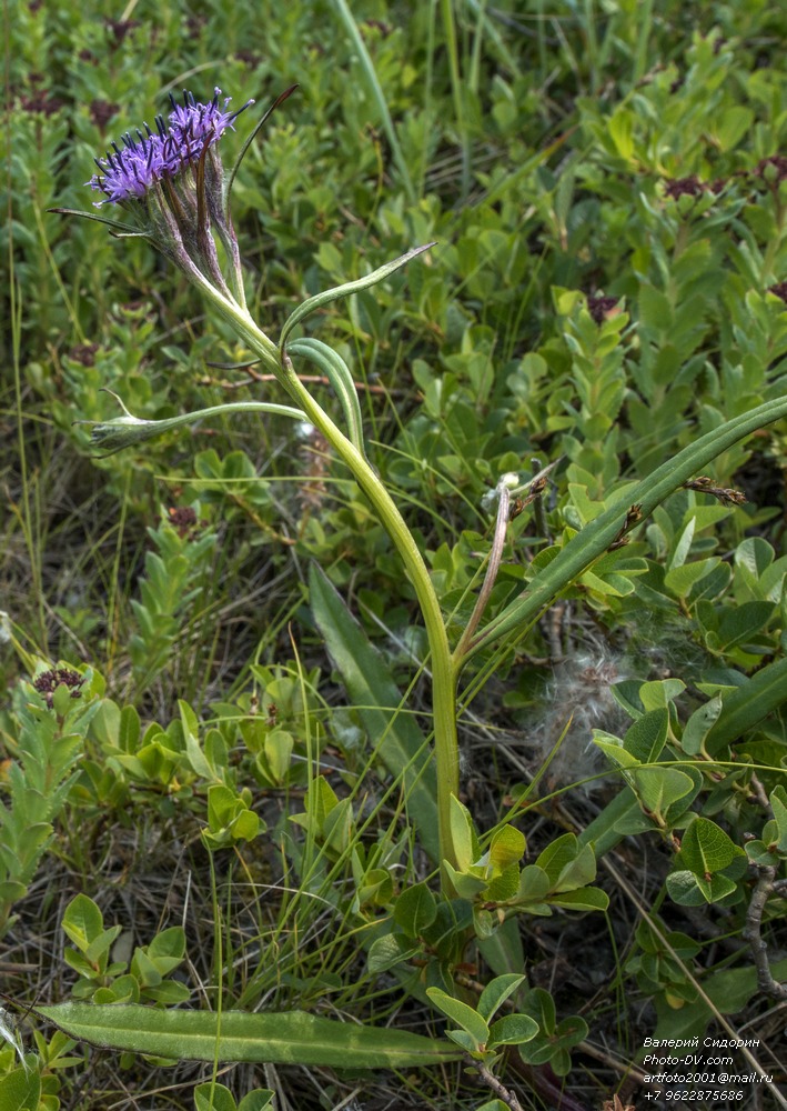 Изображение особи Saussurea nuda.